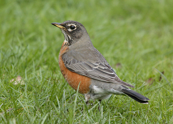 American Robin Turdus migratorius