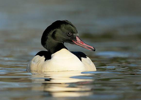 Goosander Mergus merganser