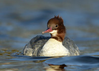 Goosander Mergus merganser