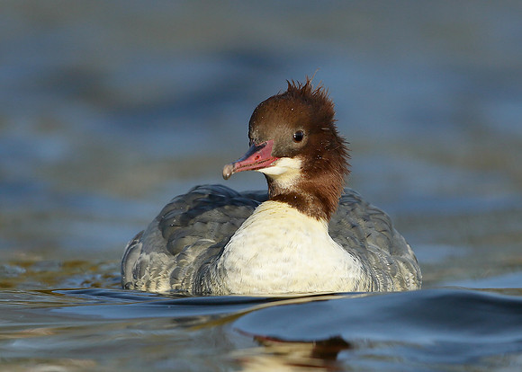 Goosander Mergus merganser
