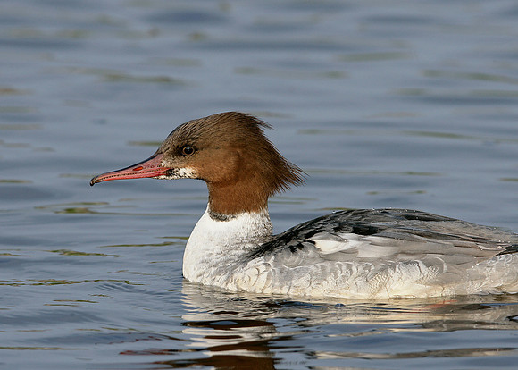 Goosander Mergus merganser