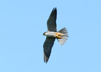 Hobby Falco subbuteo