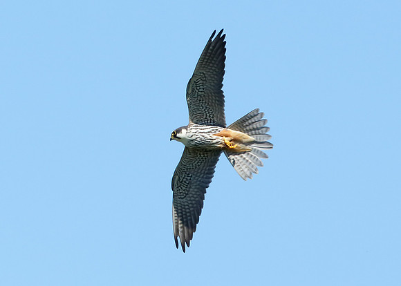 Hobby Falco subbuteo