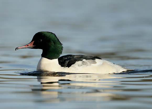 Goosander Mergus merganser