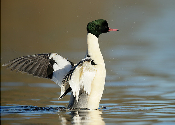 Goosander Mergus merganser