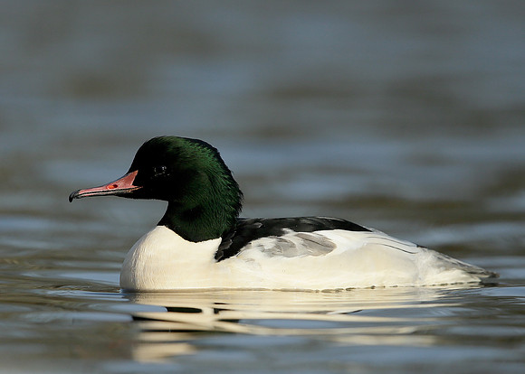Goosander Mergus merganser
