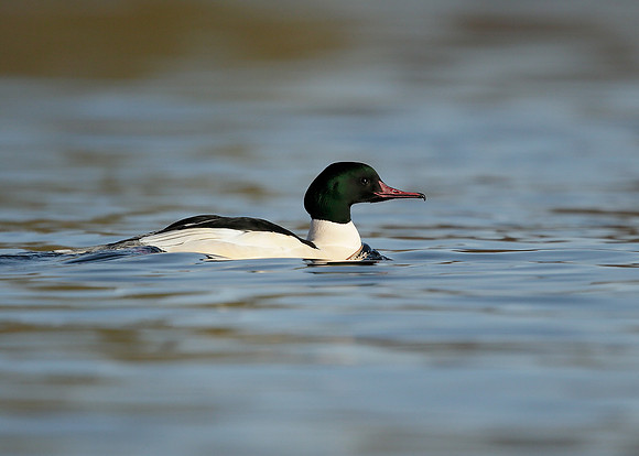 Goosander Mergus merganser