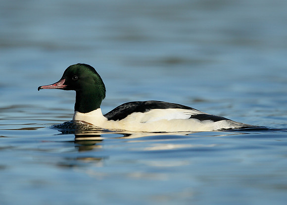 Goosander Mergus merganser