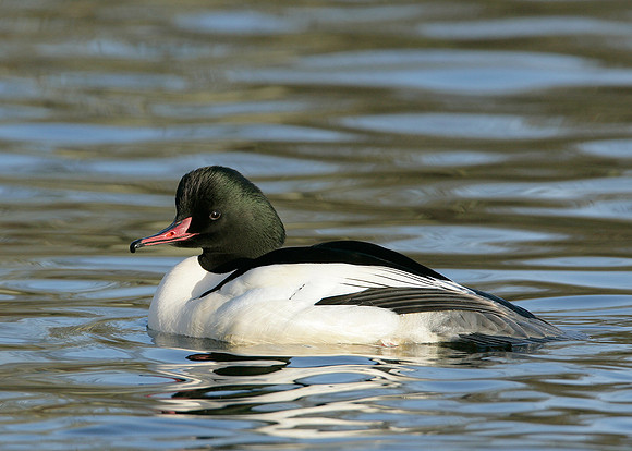 Goosander Mergus merganser