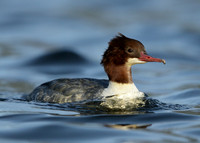 Goosander Mergus merganser