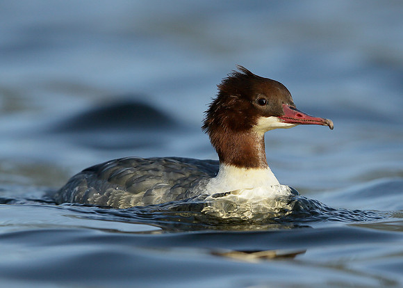 Goosander Mergus merganser