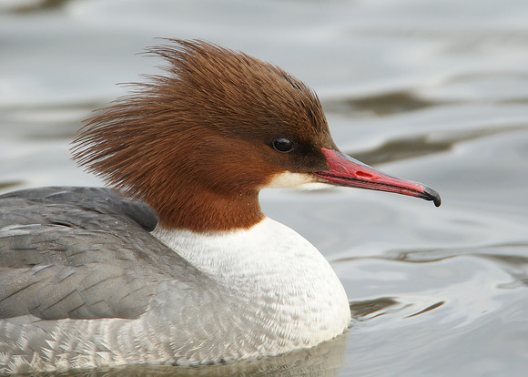Goosander Mergus merganser