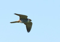 Hobby Falco subbuteo