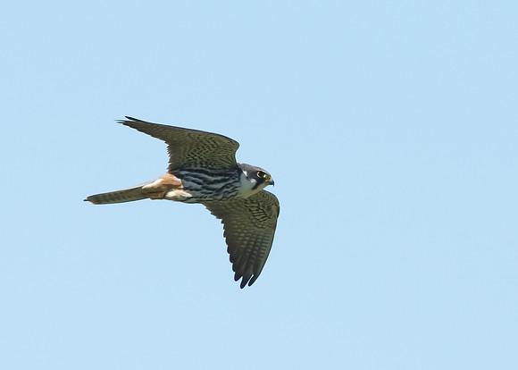 Hobby Falco subbuteo