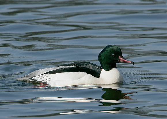 Goosander Mergus merganser