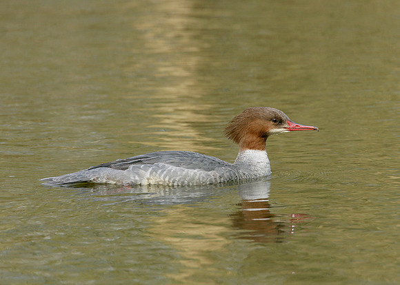 Goosander Mergus merganser