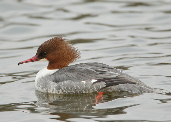 Goosander Mergus merganser
