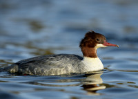 Goosander Mergus merganser
