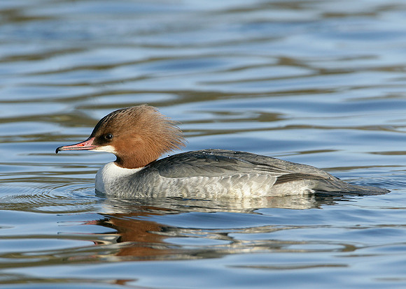 Goosander Mergus merganser