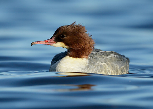 Goosander Mergus merganser