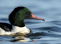 Goosander Mergus merganser