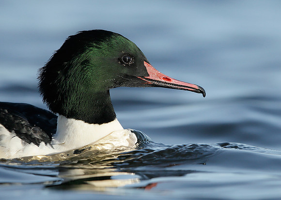 Goosander Mergus merganser