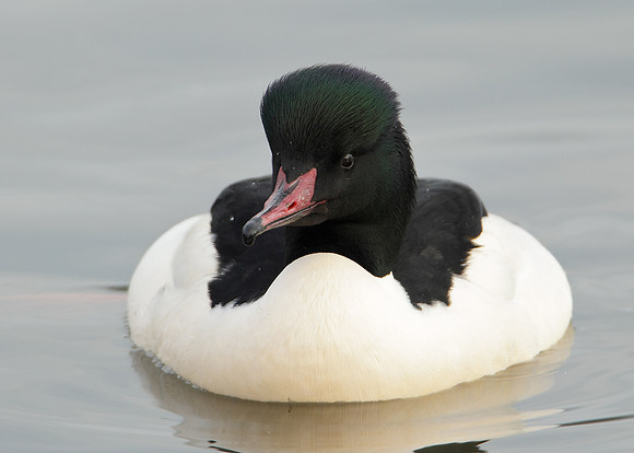 Goosander Mergus merganser