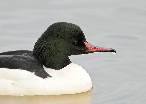 Goosander Mergus merganser