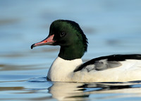 Goosander Mergus merganser
