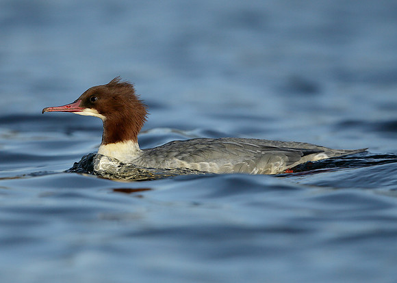 Goosander Mergus merganser