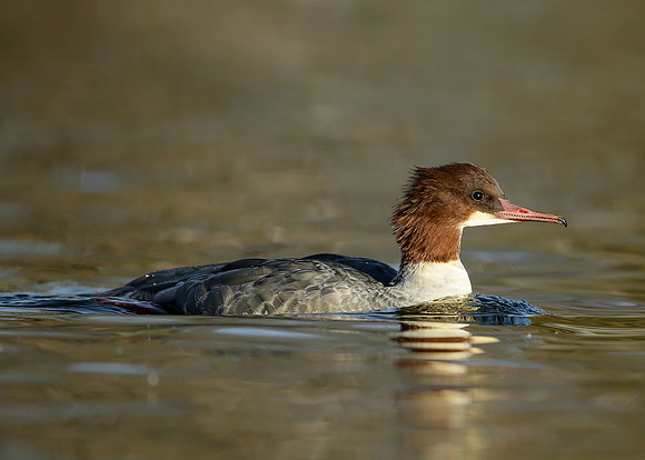 Goosander Mergus merganser