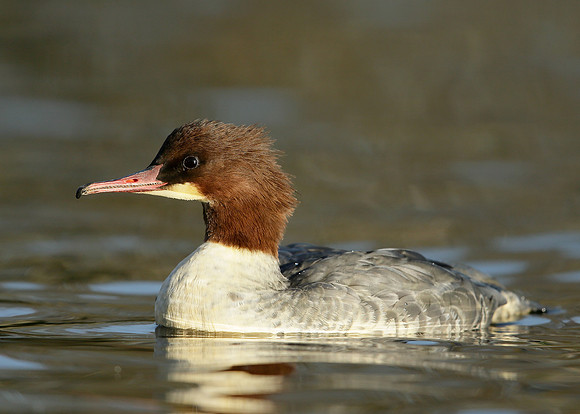 Goosander Mergus merganser