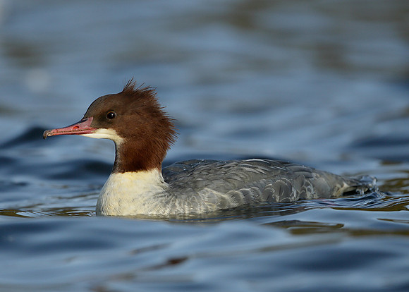 Goosander Mergus merganser