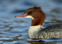 Goosander Mergus merganser
