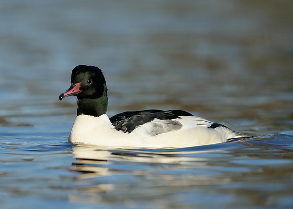 Goosander Mergus merganser
