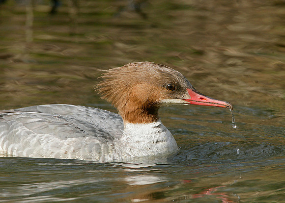 Goosander Mergus merganser