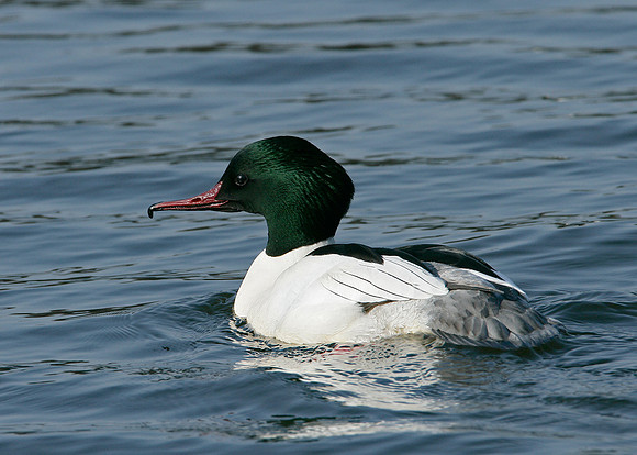 Goosander Mergus merganser