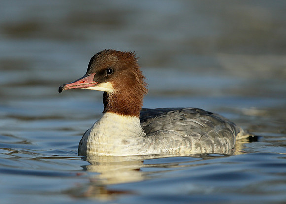 Goosander Mergus merganser