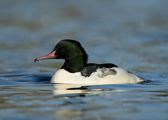 Goosander Mergus merganser