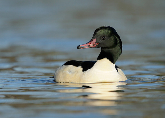 Goosander Mergus merganser