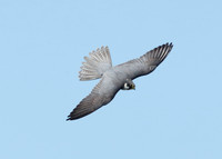 Hobby Falco subbuteo