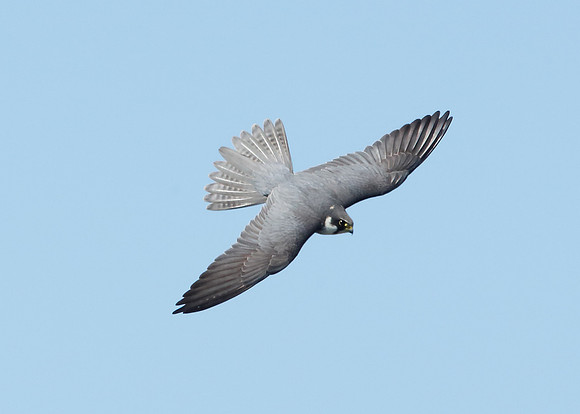 Hobby Falco subbuteo