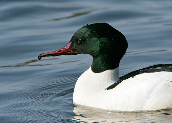 Goosander Mergus merganser