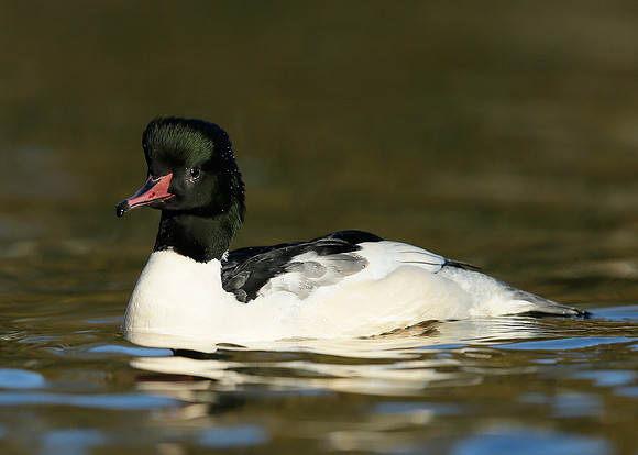 Goosander Mergus merganser
