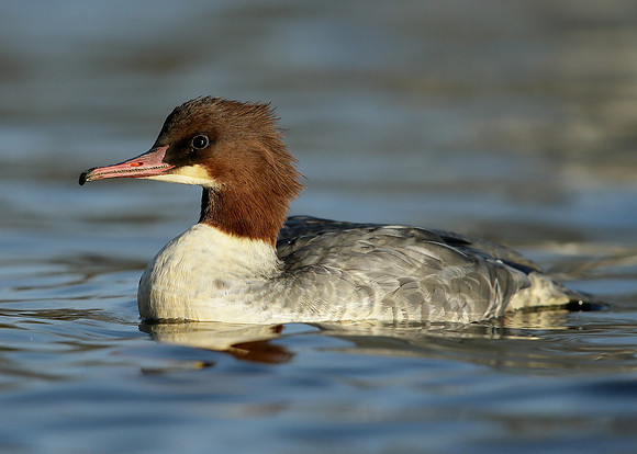 Goosander Mergus merganser