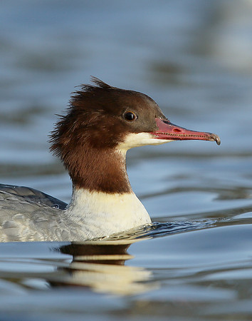 Goosander Mergus merganser