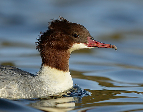 Goosander Mergus merganser