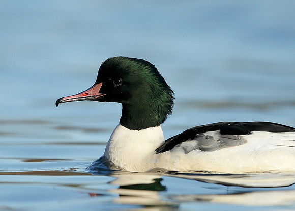Goosander Mergus merganser