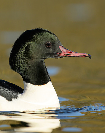 Goosander Mergus merganser