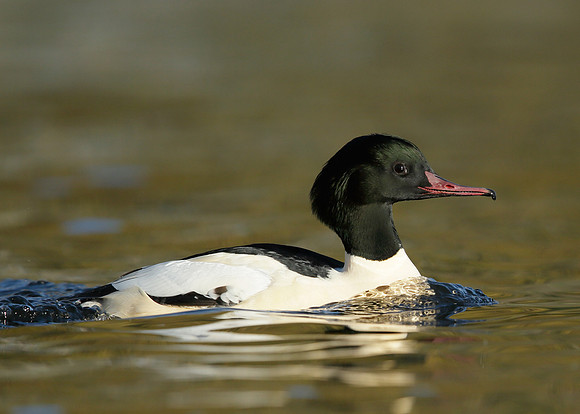 Goosander Mergus merganser